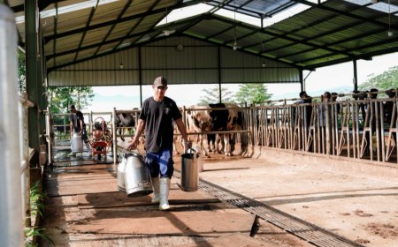 BGN Tegaskan Susu MBG Tetap Berkualitas Meski Produksi Lokal Masih Terbatas