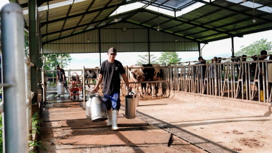 Gelombang Baru Industri Susu Nasional di Balik Segelas Susu Program MBG