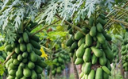 Pepaya Kalifornia dan Program MBG: Sinergi Petani Lokal untuk Gizi Anak dan Ekonomi Daerah