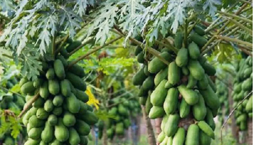 Pepaya Kalifornia dan Program MBG: Sinergi Petani Lokal untuk Gizi Anak dan Ekonomi Daerah