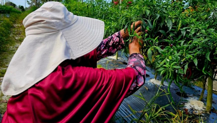 Ketika Ladang Menjadi Harapan Baru